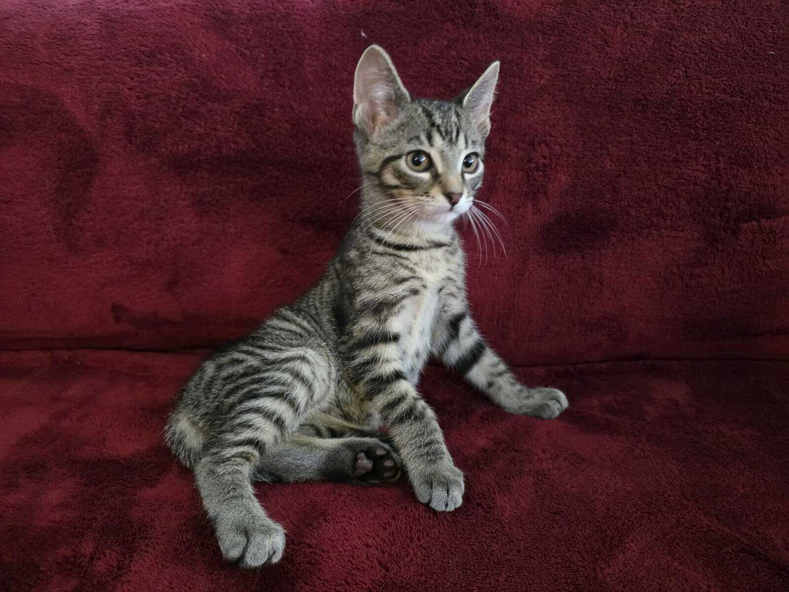 BENGAL Kittens image 1
