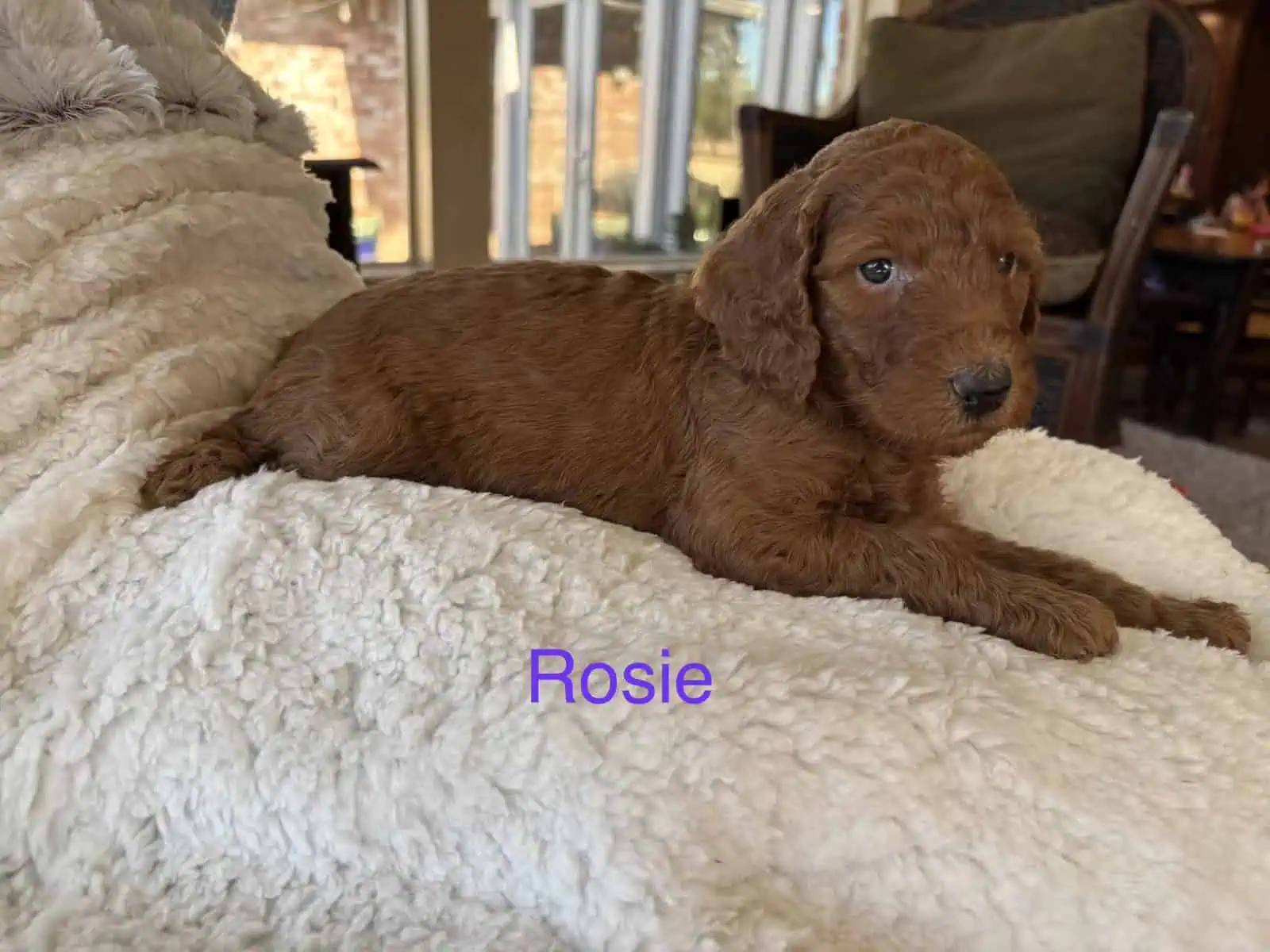 GORGEOUS GOLDENDOODLE PUPPIES! image 7