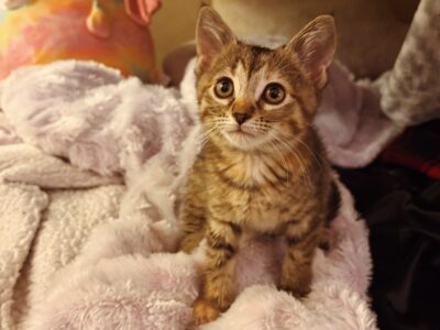 Kitten Tabby
