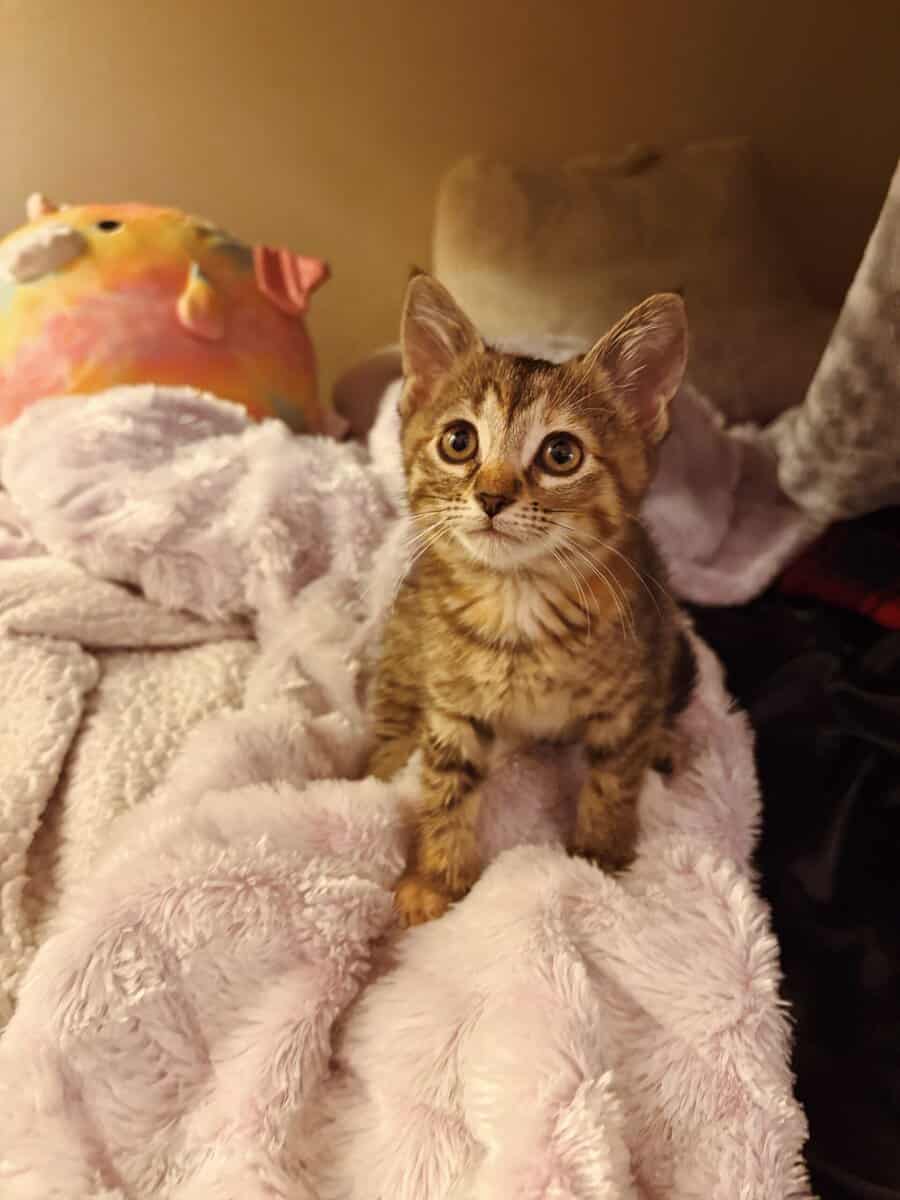 Kitten Tabby image 1