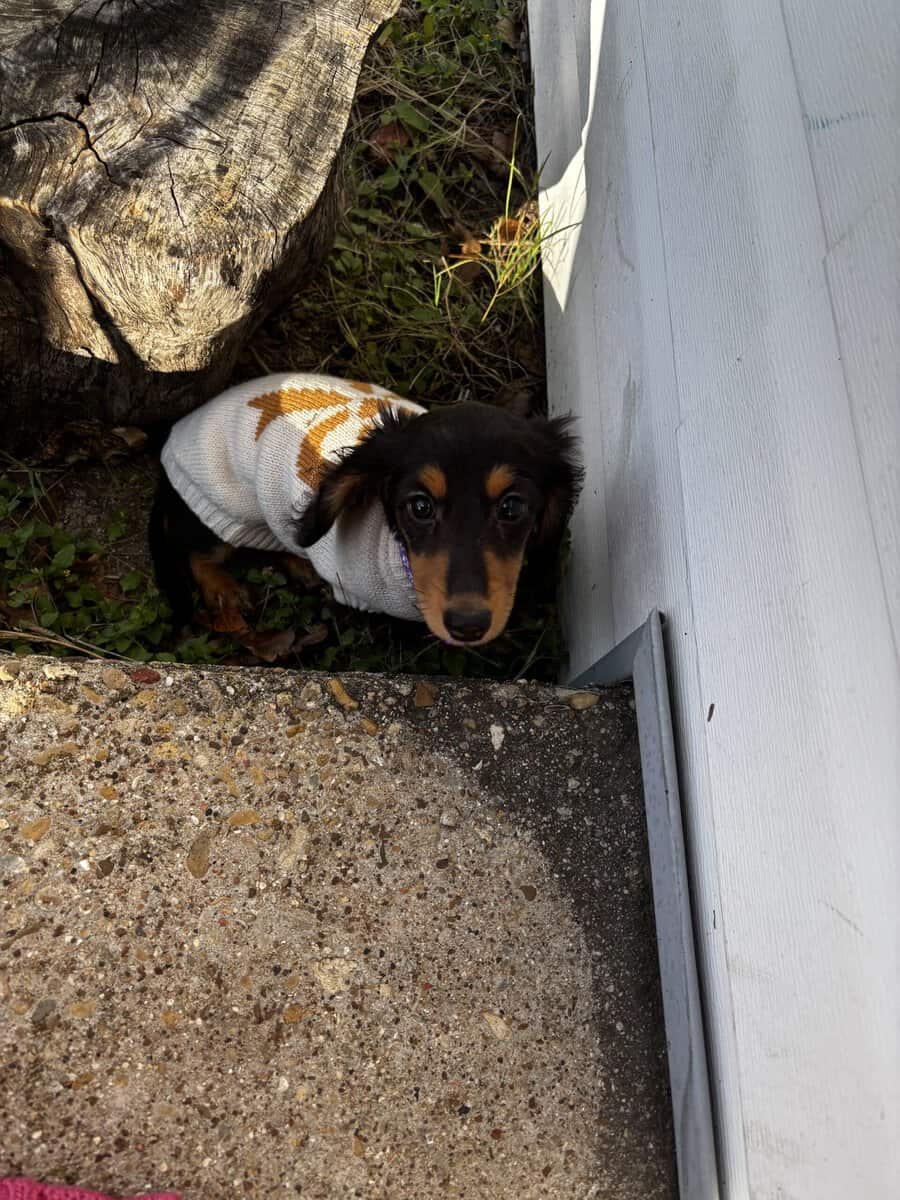 Miniature female dachshund image 4
