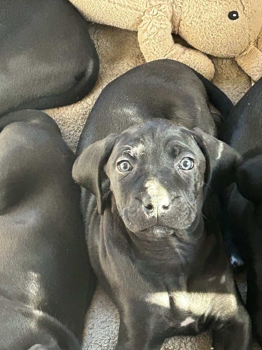 Boweimer pups image 18