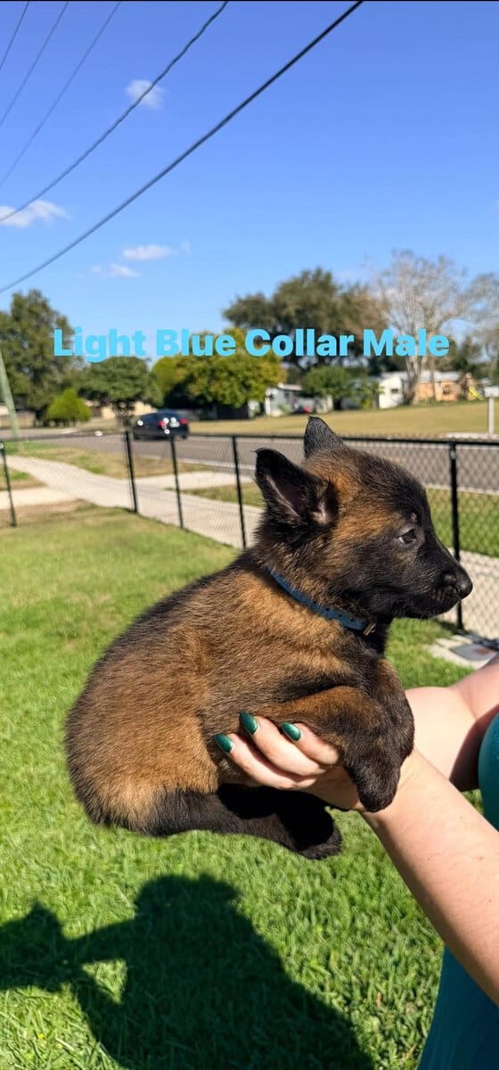 Belgian Malinois pups image 3