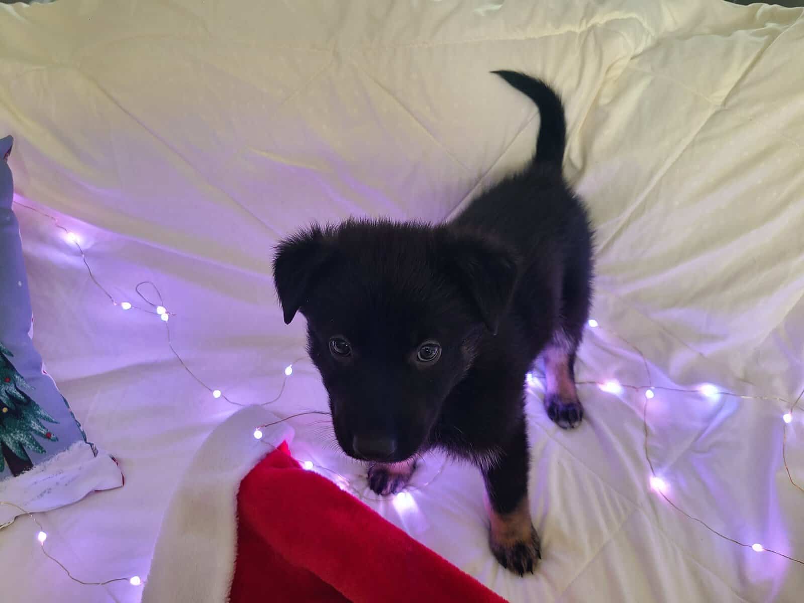 Wolf / German Shepherd Puppy - Midnight Storm image 10