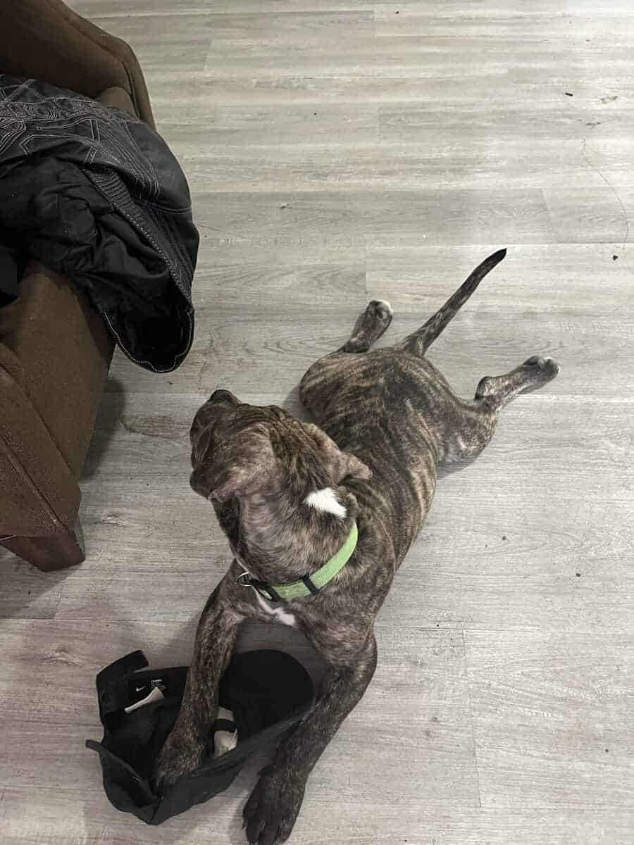 Female pitbull puppy for sale image 7