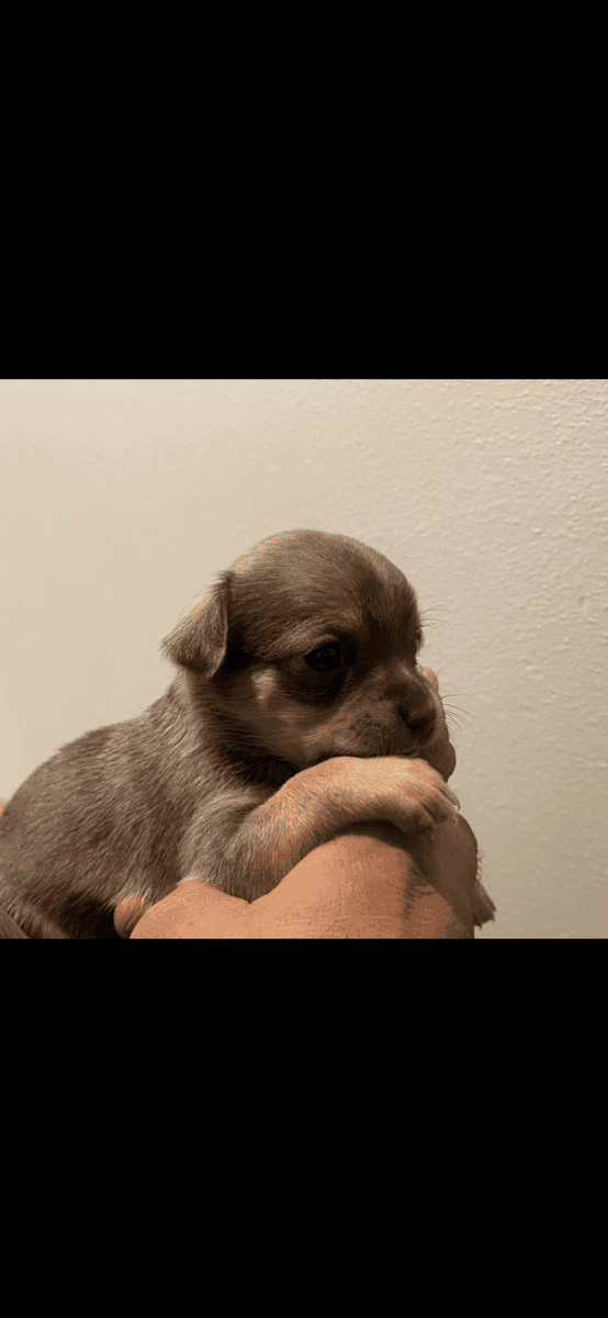 Dachshund/chihuahua puppies image 7