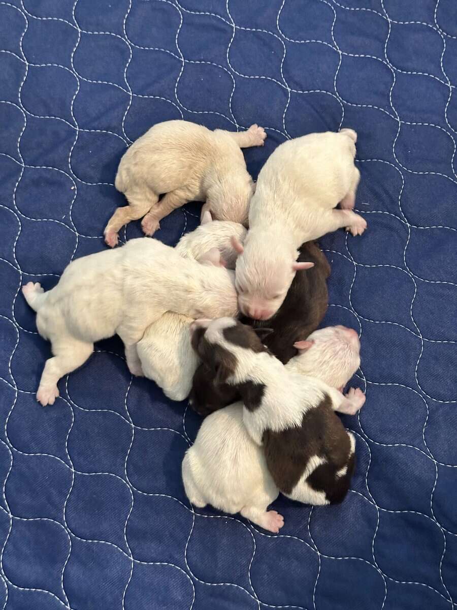Miniature Schnauzer Puppies image 1