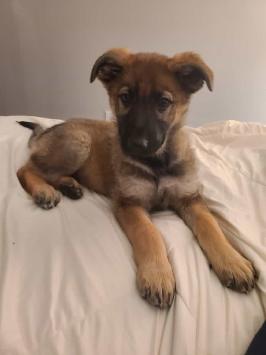 Wolf / German Shepherd GSD Puppy - Bandit image 1