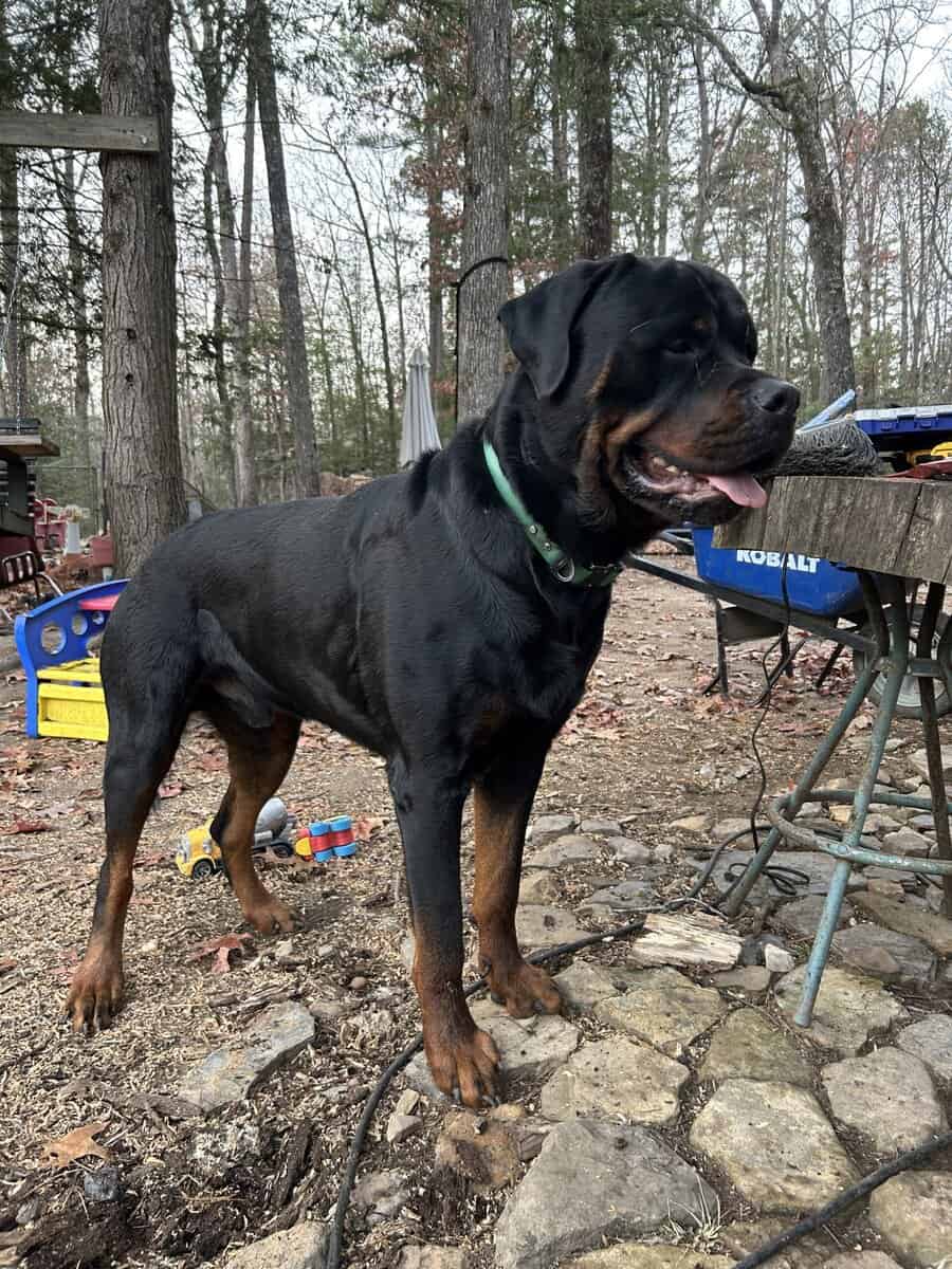 Rottweiler Puppies- AKC Champion bloodlines image 5