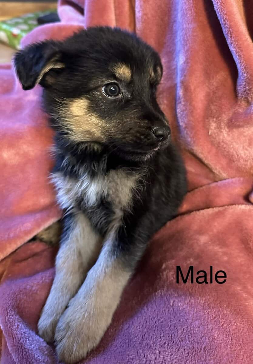 German Shepherd Puppies image 2