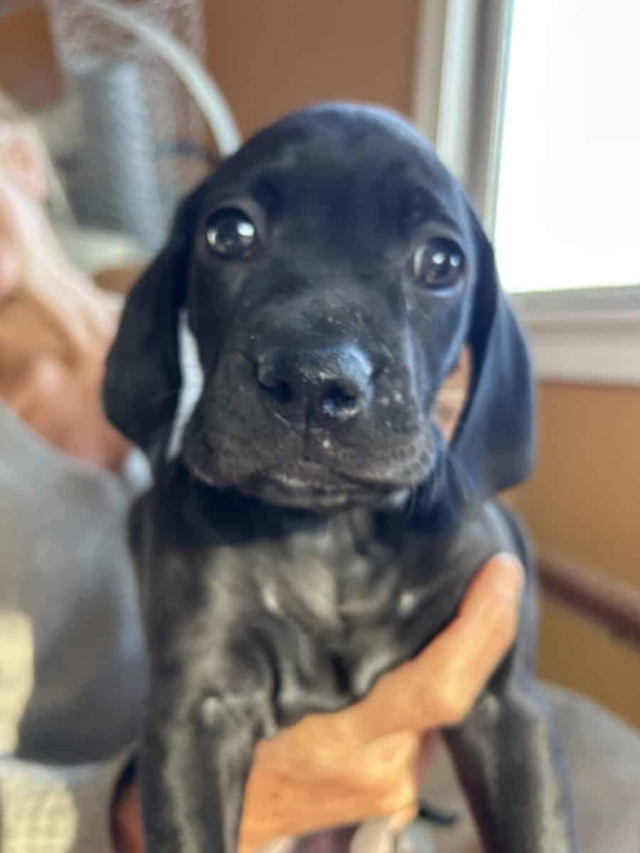 Boweimer pups image 2