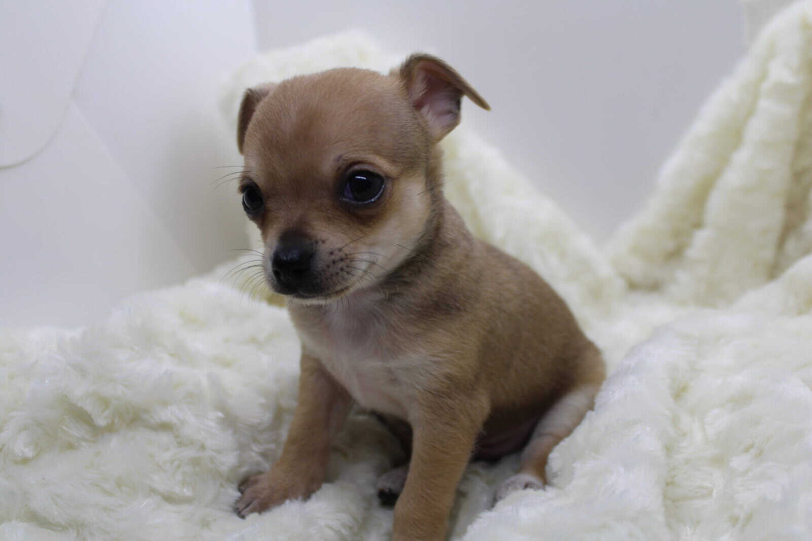 Wellbred Chihuahua Puppies image 2