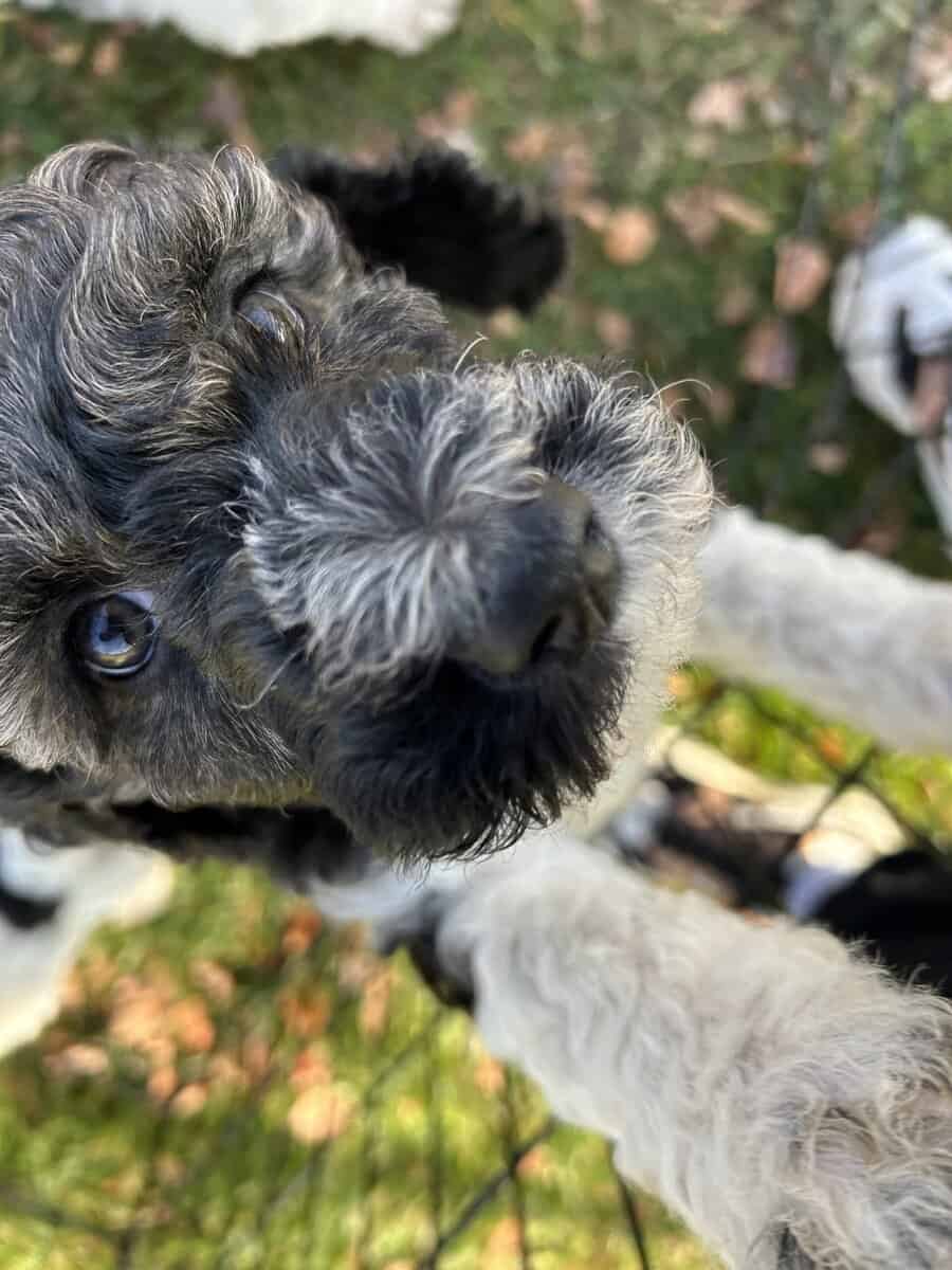 Moyen Poodle Puppies image 1