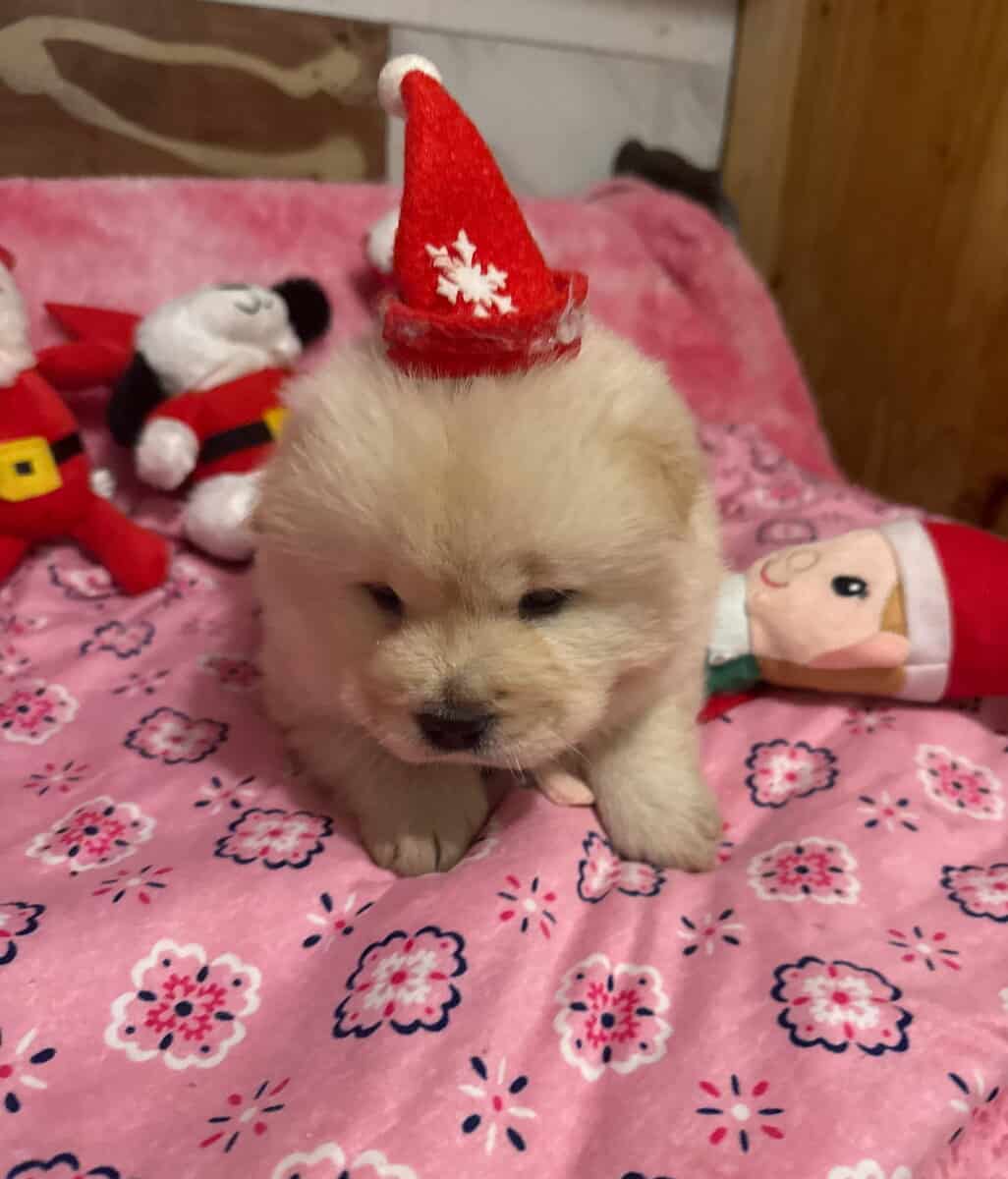 snowflake cream chow chow image 1