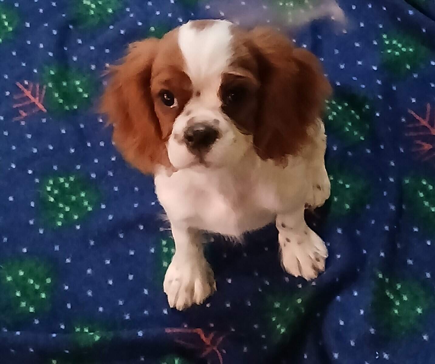 Cavalier king Charles spaniel puppies image 3