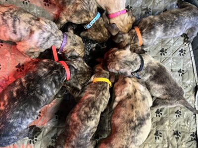 Presa Canario puppies