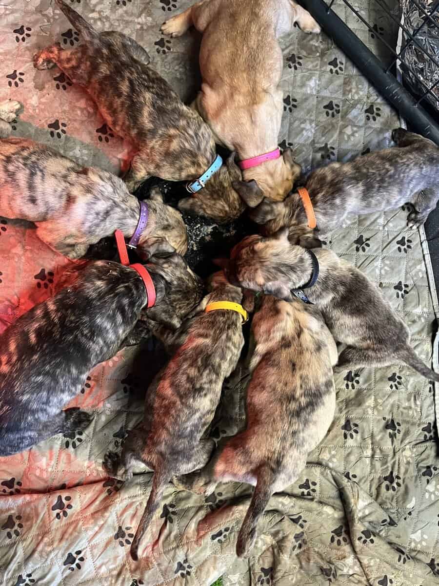 Presa Canario puppies image 1
