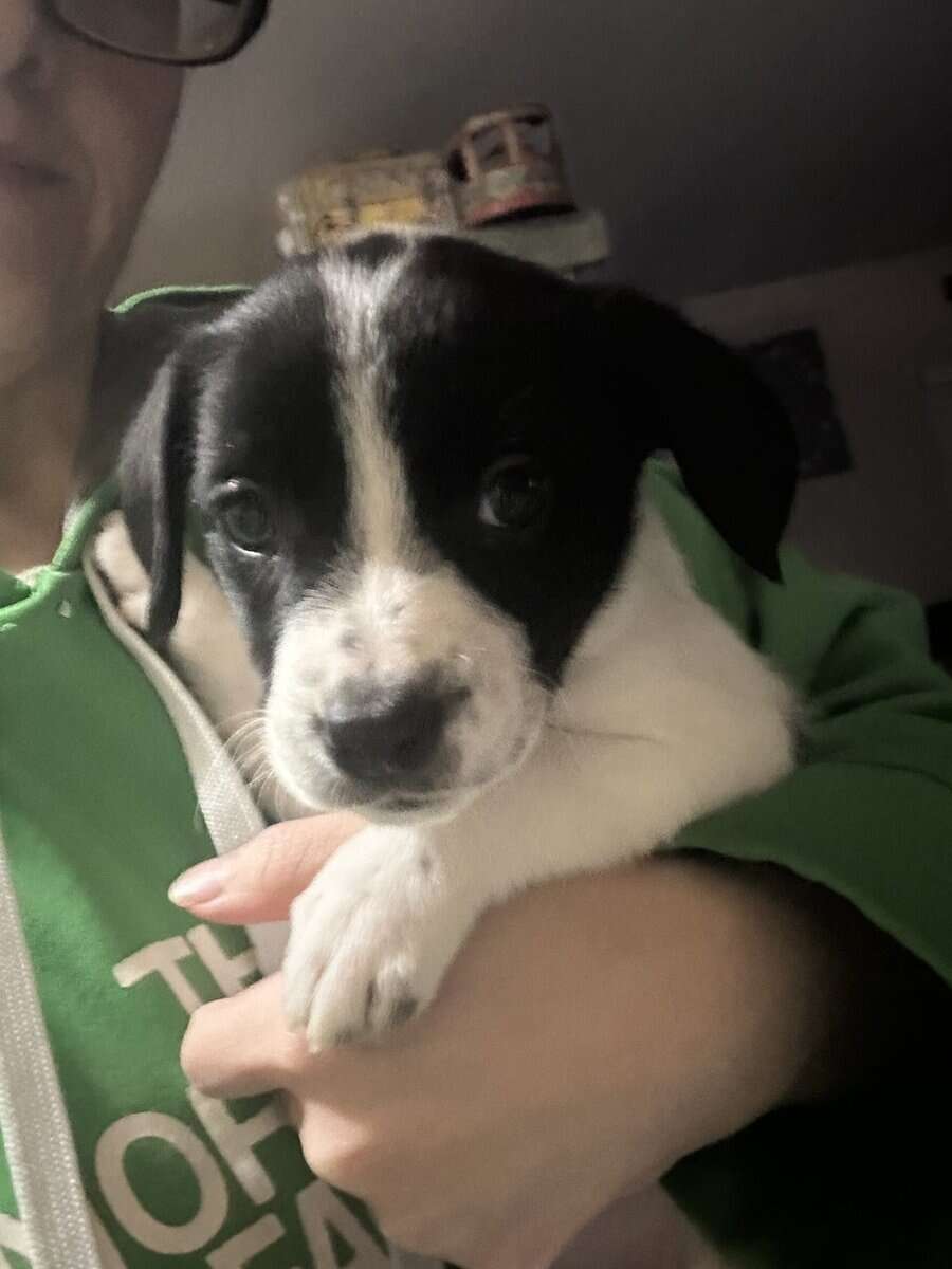 Puppies for sale image 3