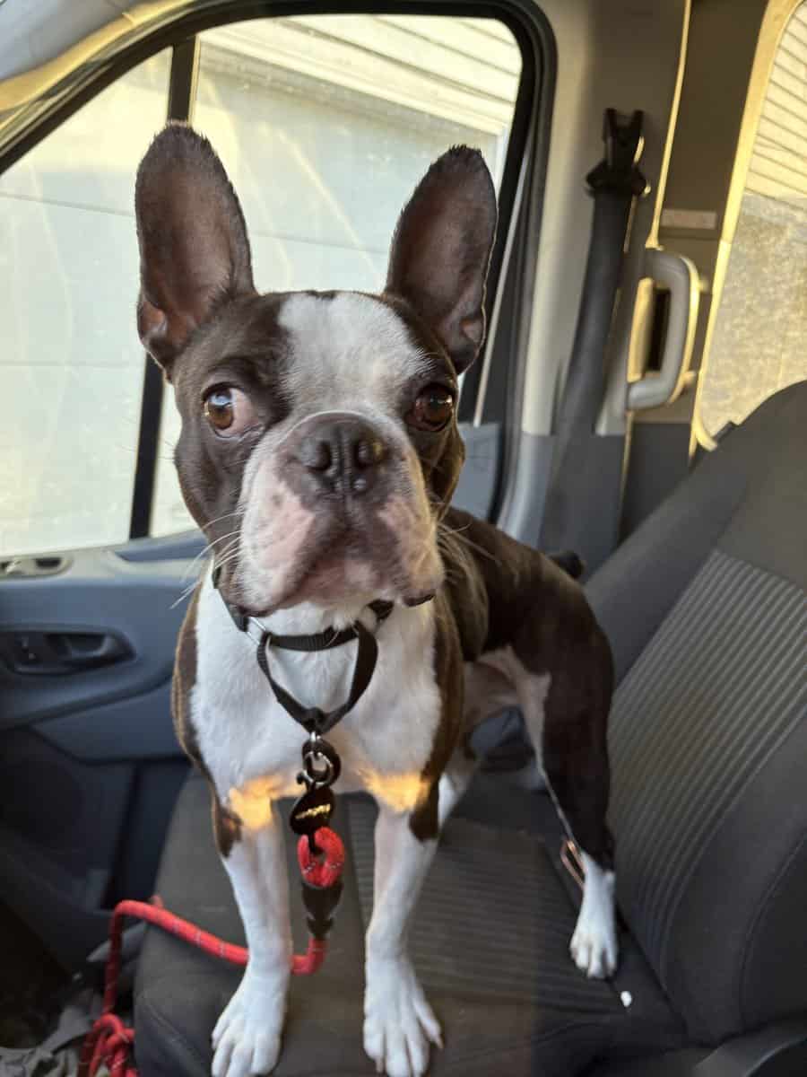 SWEET & PLAYFUL DOG LOOKING FOR FOREVER HOME! image 1