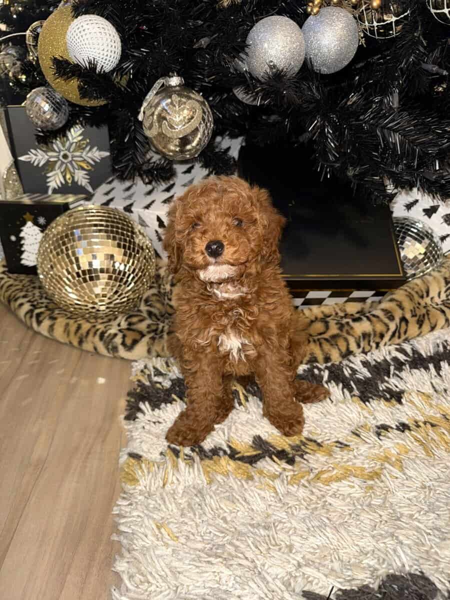 MINI POODLE PUPPY image 5