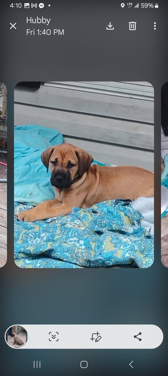 Free bull mastiff golden retriever mix puppies image 2