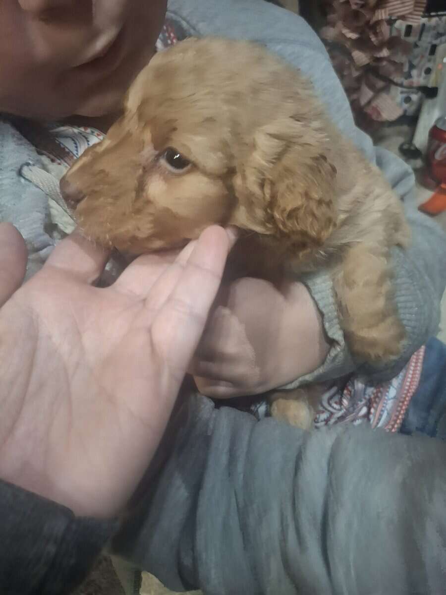 Labradoodle Puppies image 2