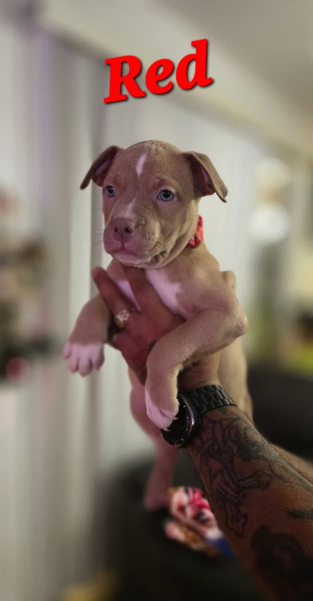 Male pitbull puppies image 12
