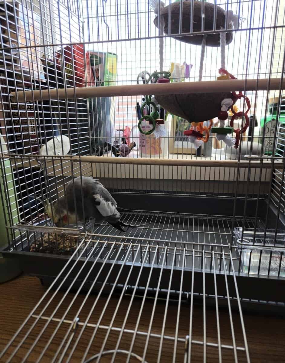 Male Cockatiel with cariers and food! image 6