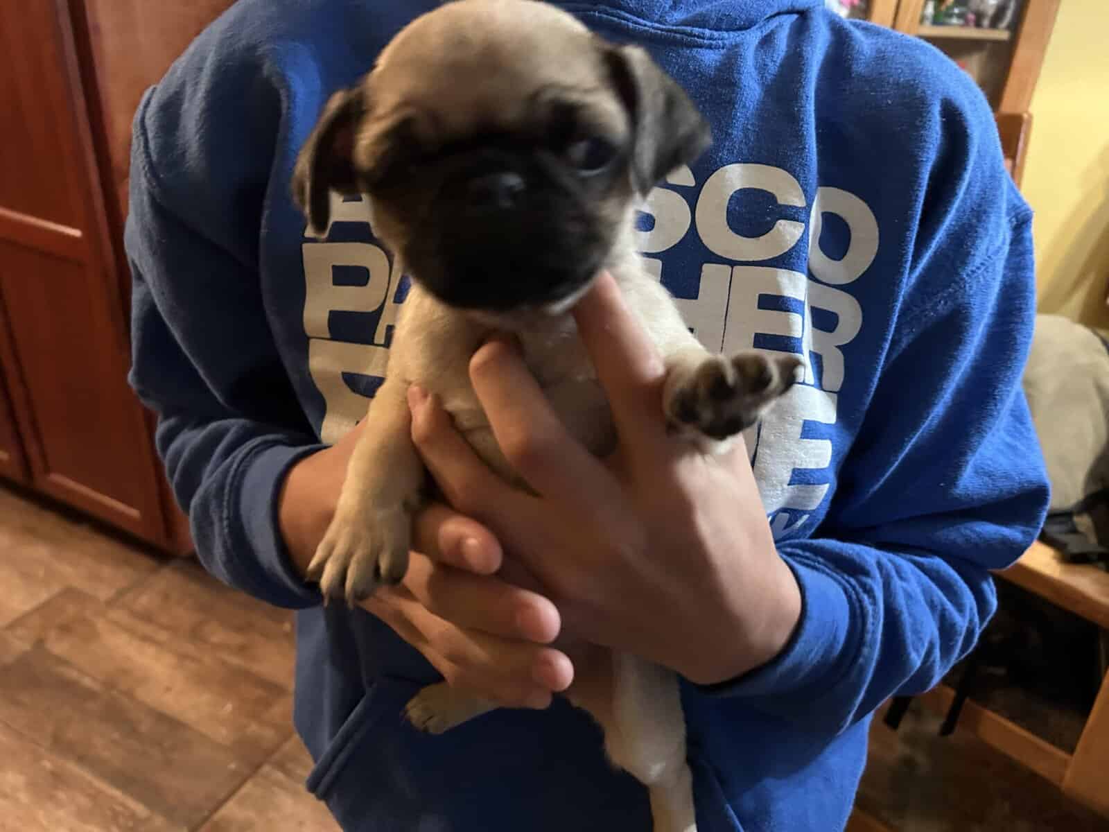 Puggies image 10