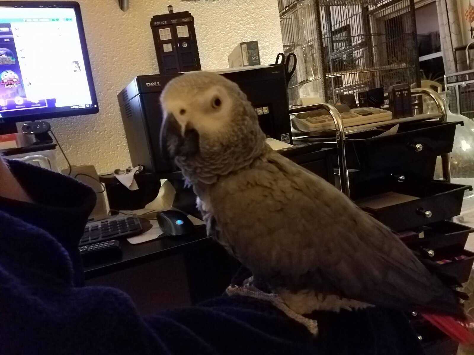 African Grey image 2