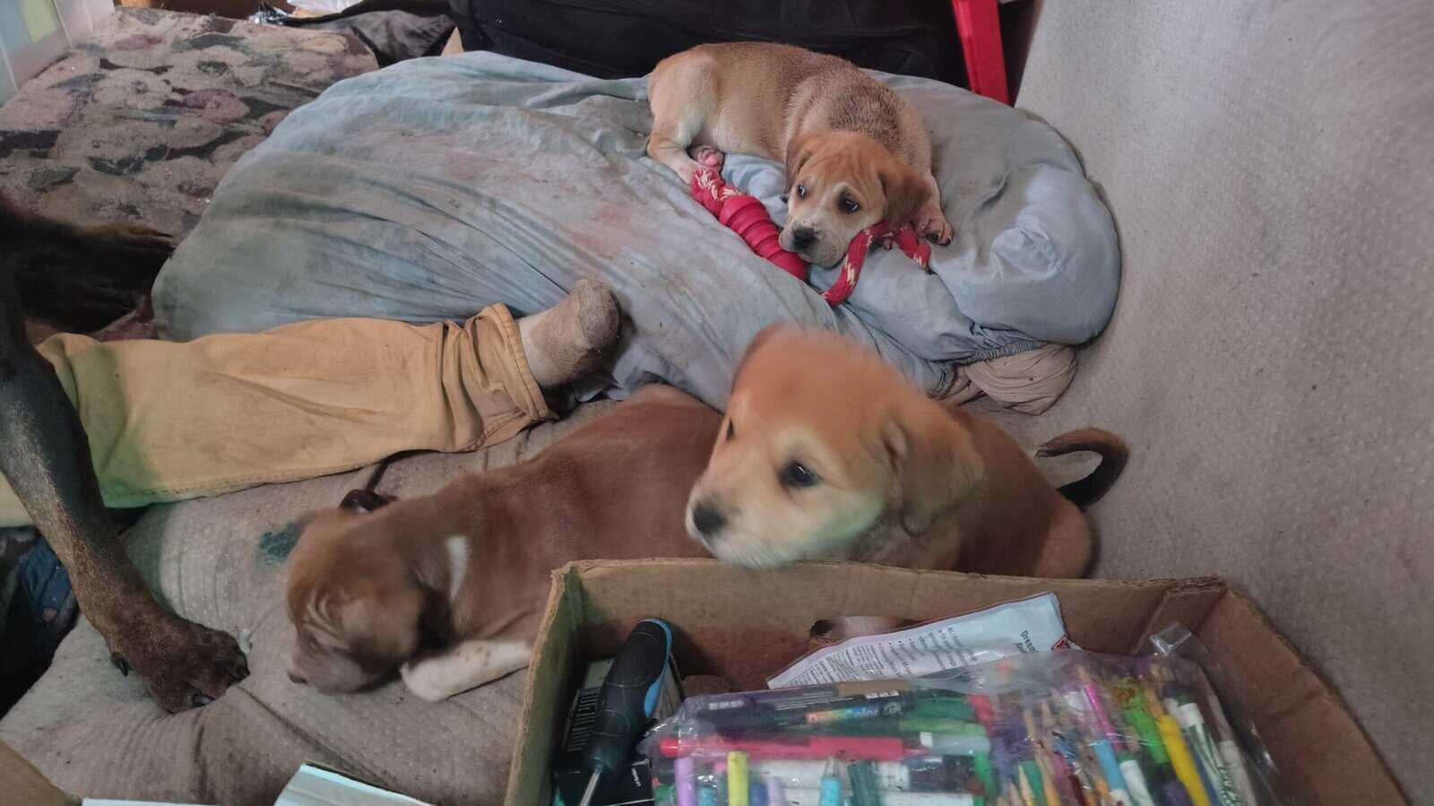 Rottweiler and great pyrene puppys image 4