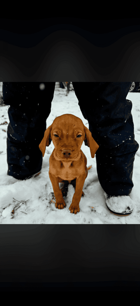 Vizsla puppy image 2