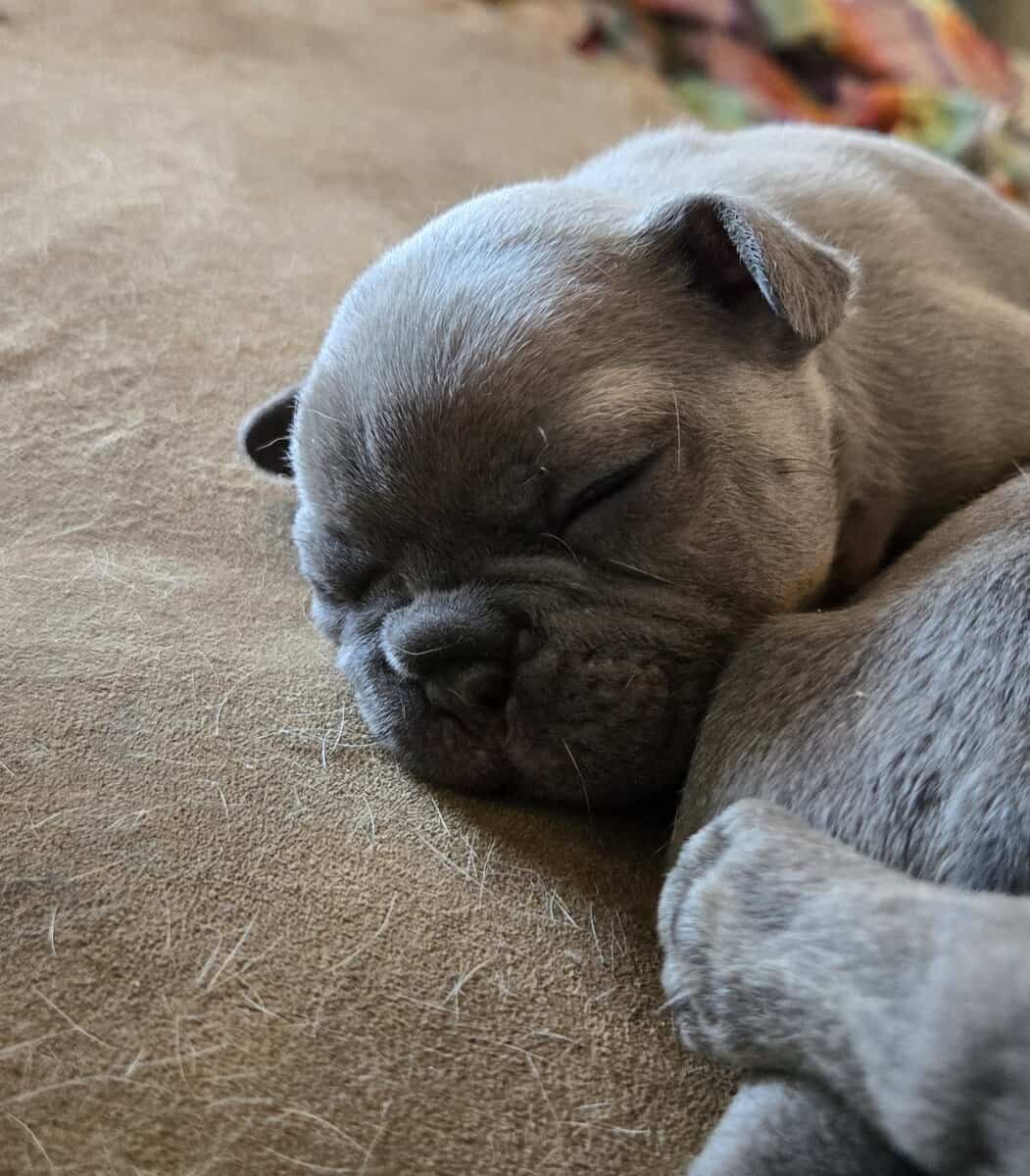 French Bulldog / Frenchie Puppies image 1