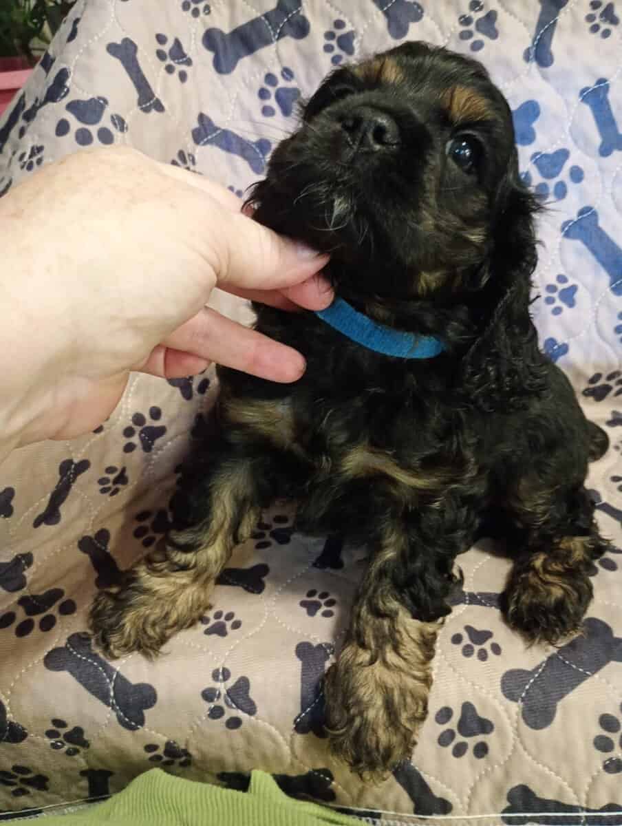 Cocker spaniel girls image 13