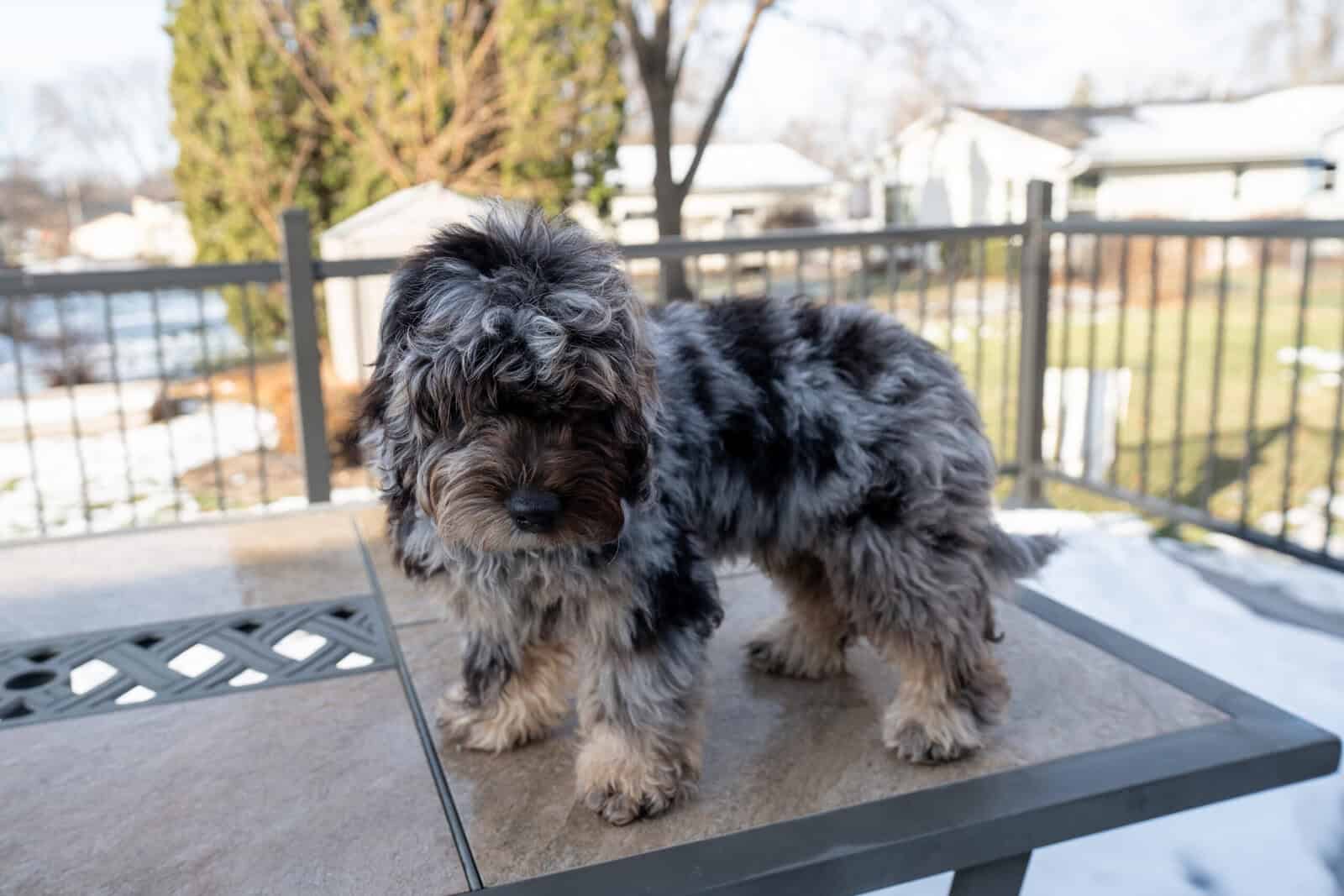 Mini Goldendoodle image 1