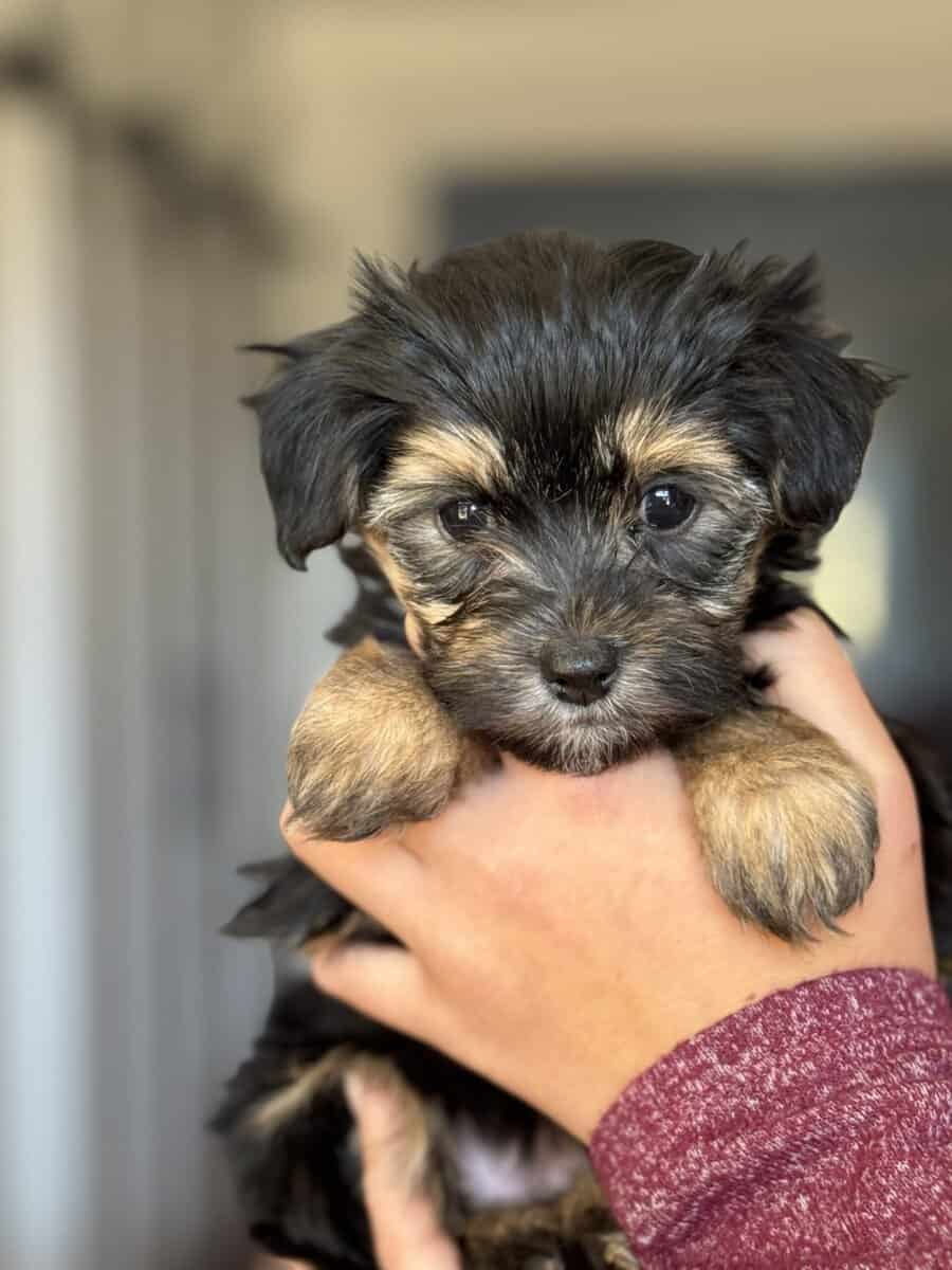 Morkie puppies image 1