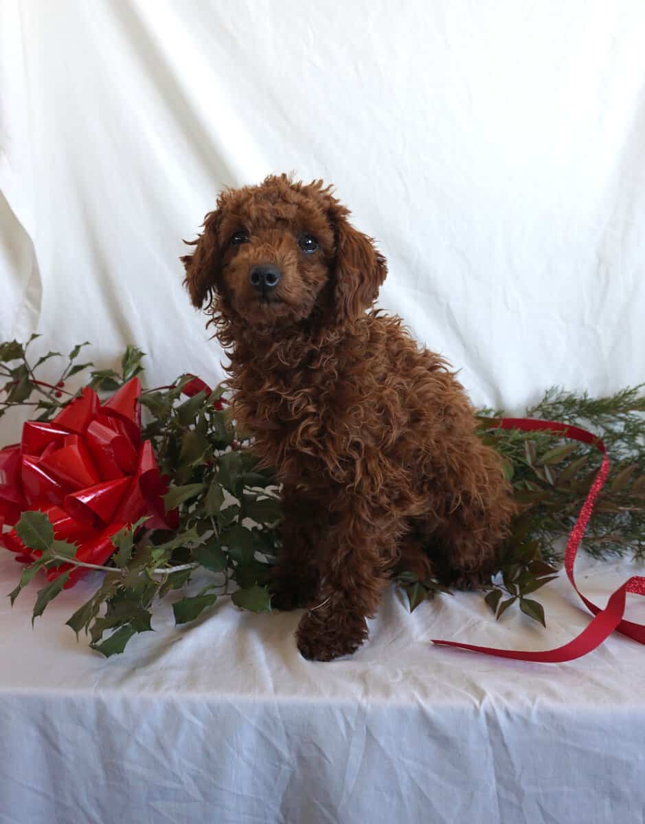 Bondie -F1B Mini Goldendoodle image 2