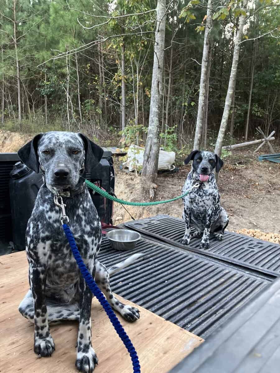 Riggs and Pepper image 1