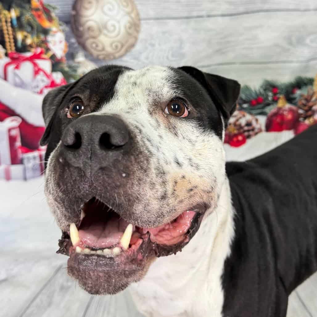 MEET TAYLOR !! image 1