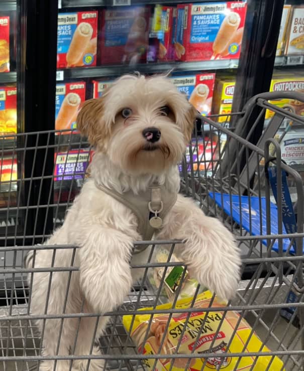 Yorkie image 1