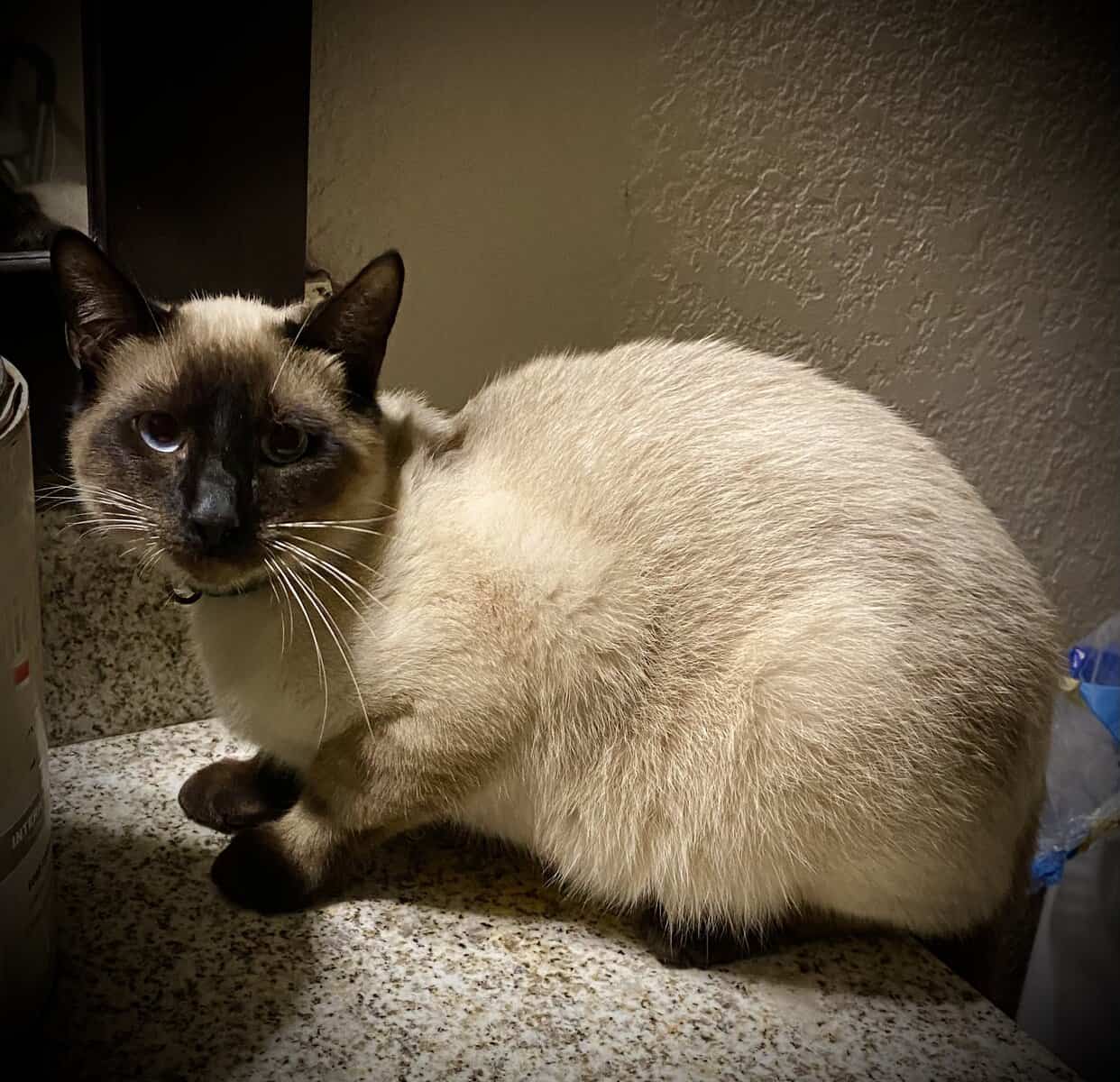 Male siamese cat needs home image 1