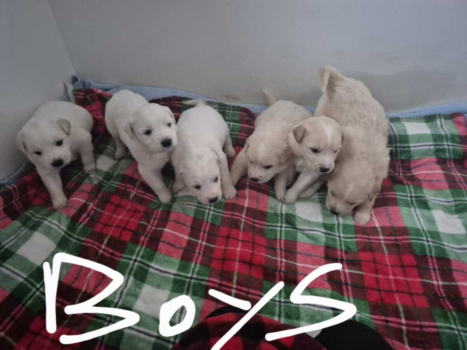 Golden Retriever/Great Pyrenees mix puppies for sa image 2