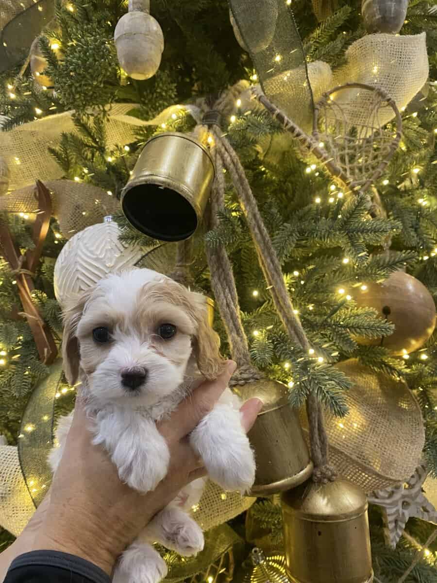 Cavachon Puppies image 2