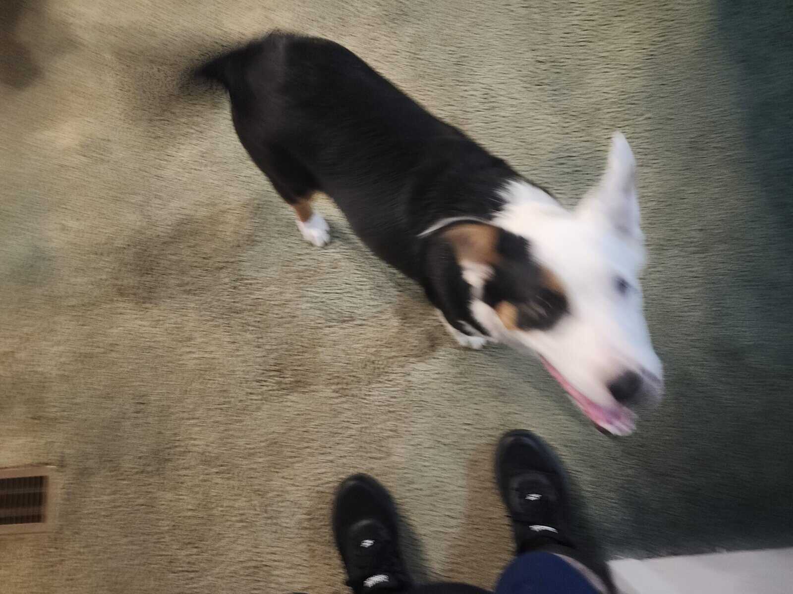 Beautiful dog for free image 3