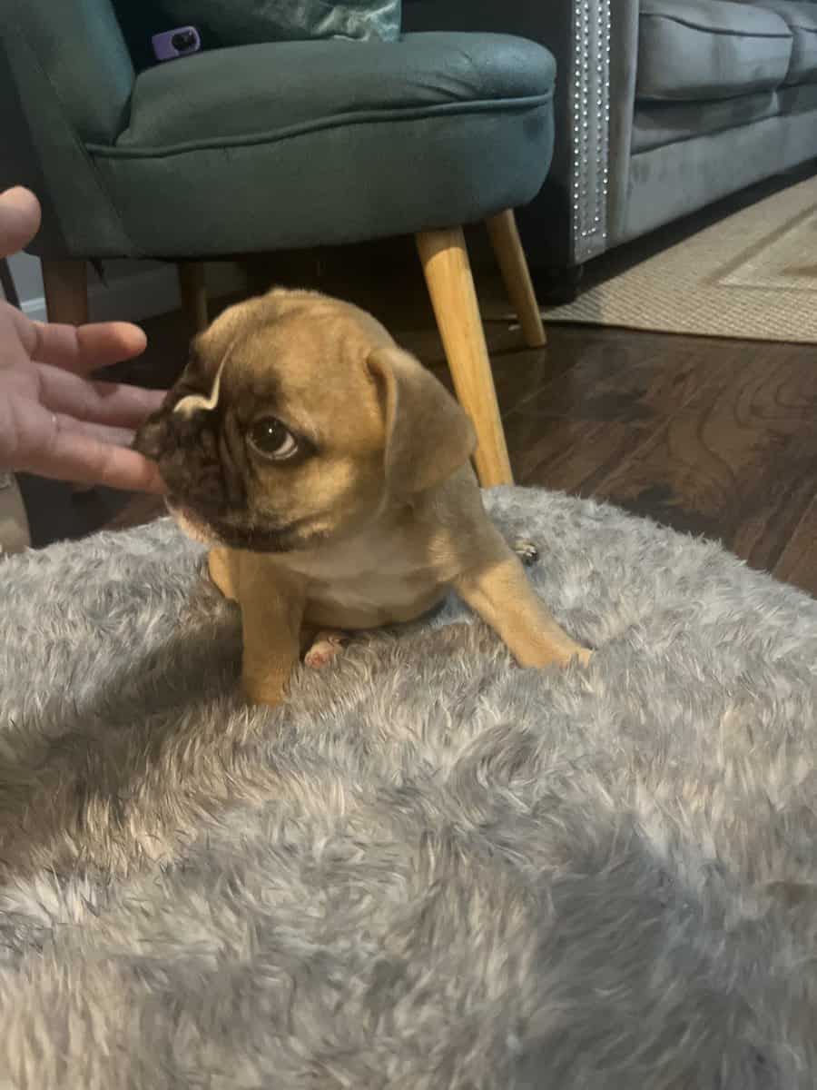 Frenchie image 3