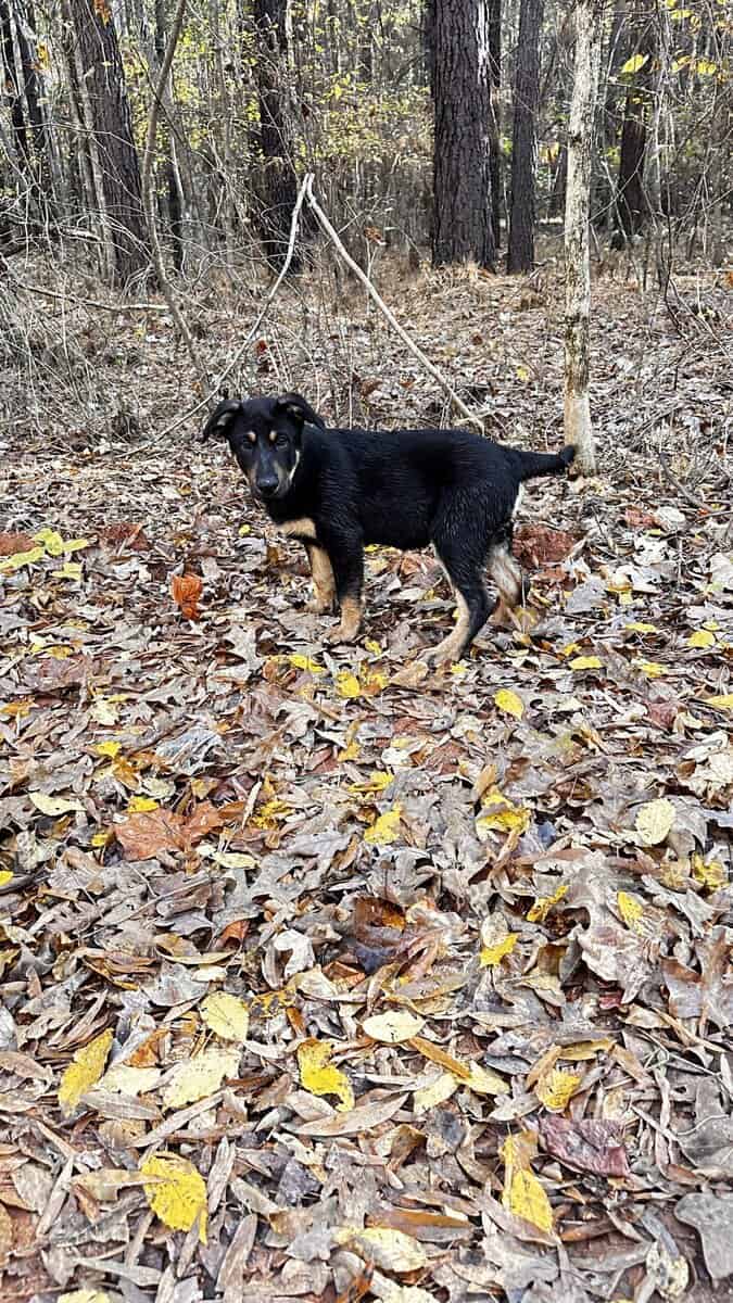 German Shepard boys for sale image 6