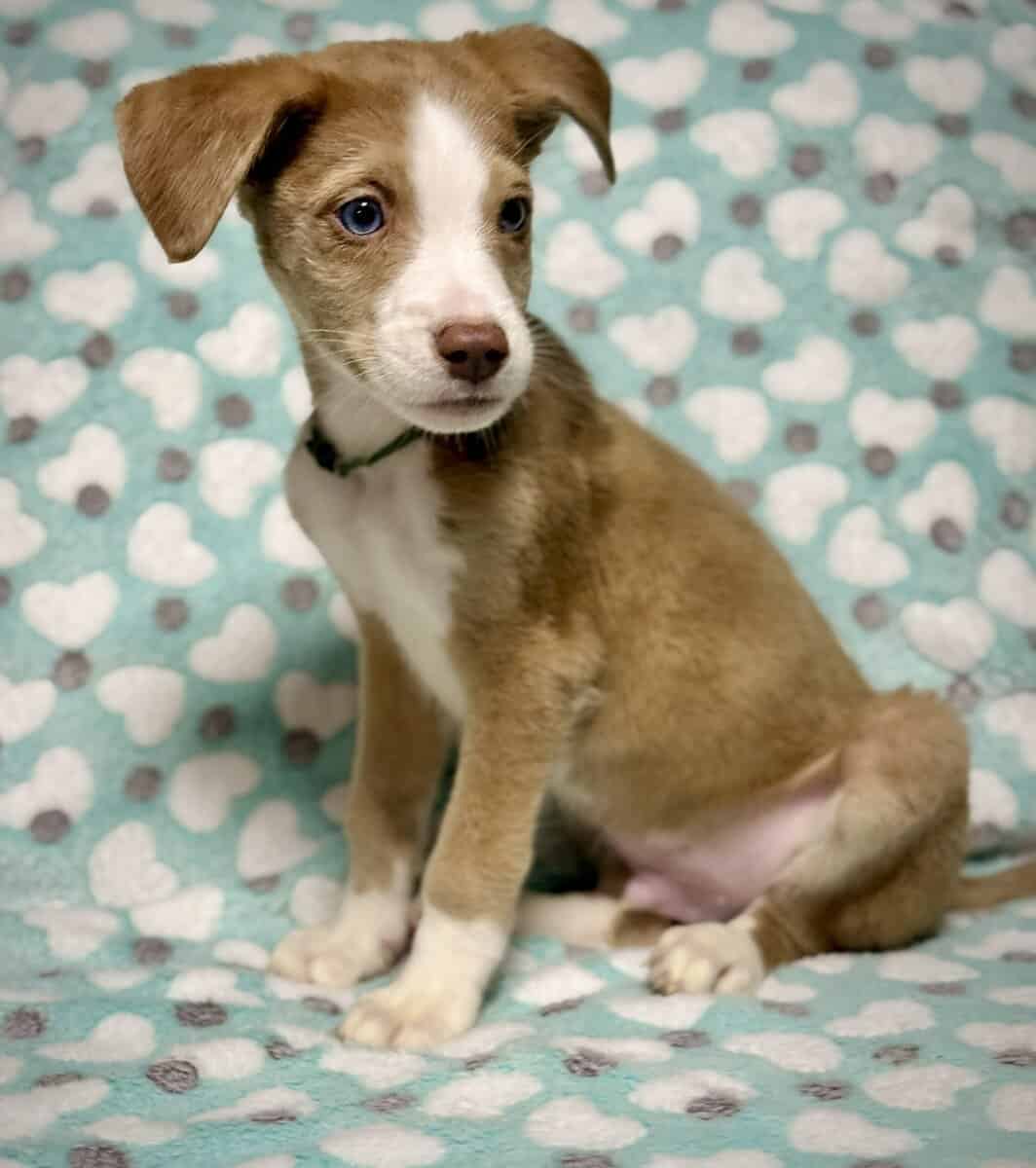 Beautiful Blue-Eyed & Merle Puppies image 8