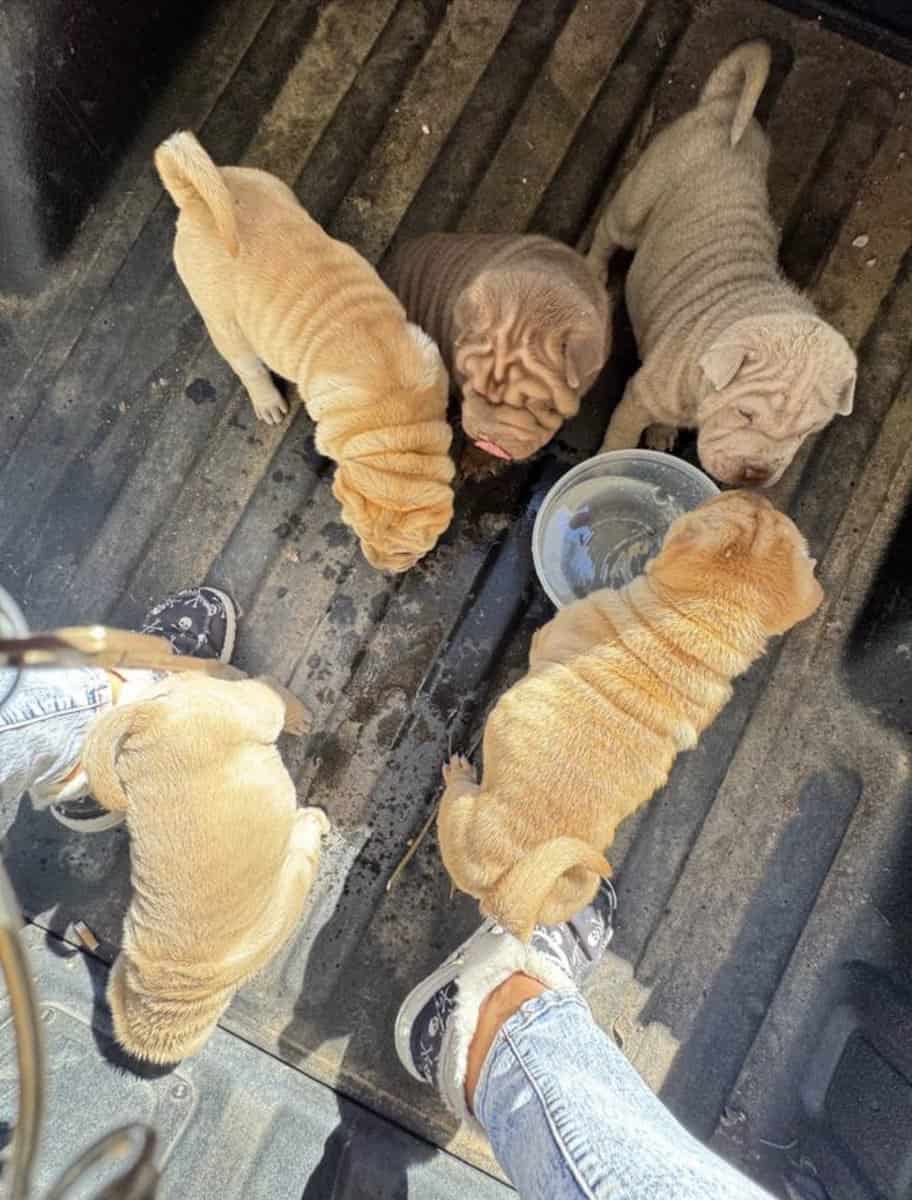 Chinese Shar Pei Pups image 8