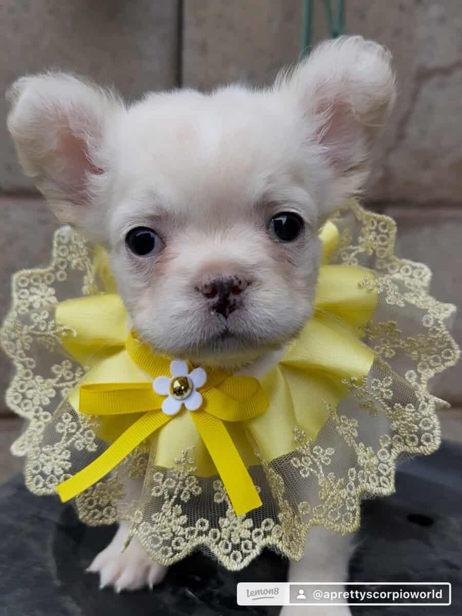 French bulldog puppy image 3