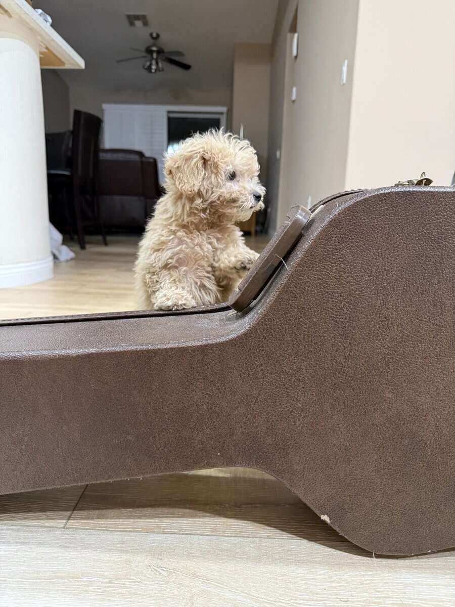 Bichapoo Puppy image 5